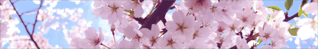 JDM Blossom